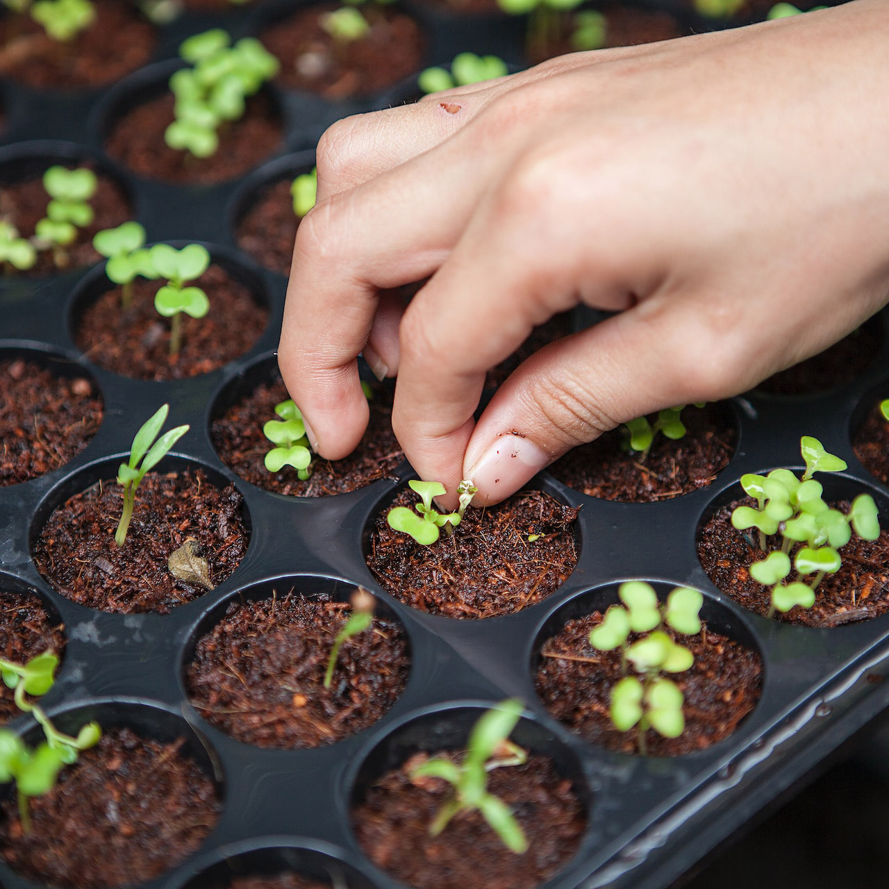 person-tending-seedlings---kcfpc